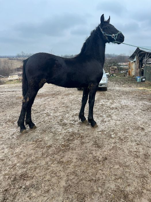 Vand un manz Friesian / Friz