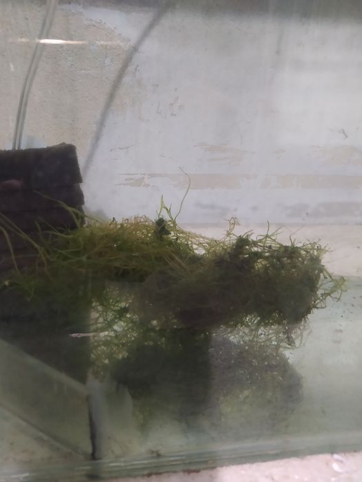 Явански мъх за Аквариум