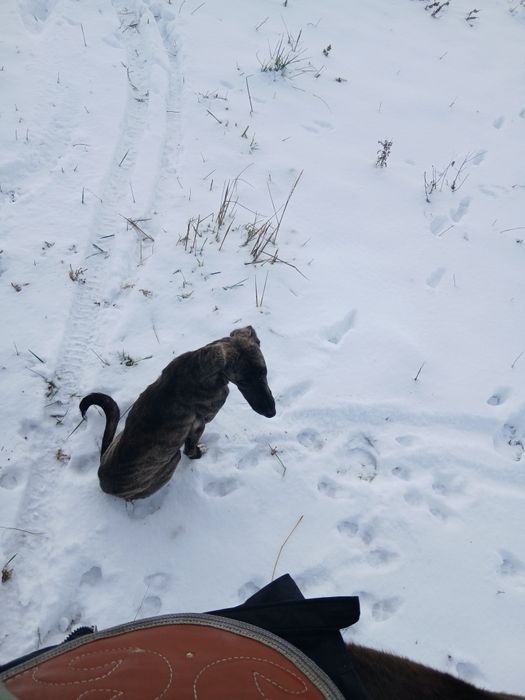 Тазы күшік сатылады Продам