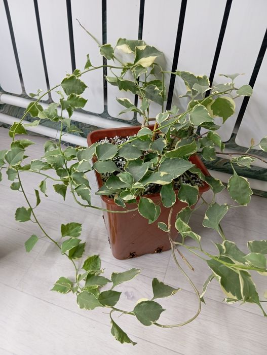 Бугенвиллия взрослое растение