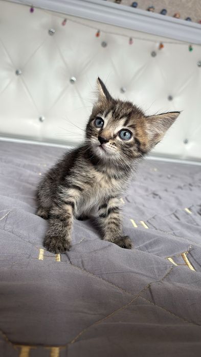 Прекрасный котенок