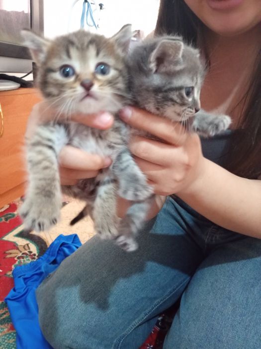 Отдам котят в добрые руки
