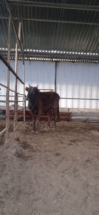 Buqalar sotiladi narxi 15800 mingdan