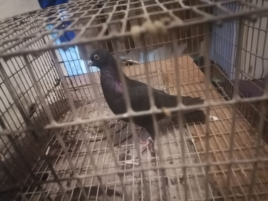 Продам голубей хорошее