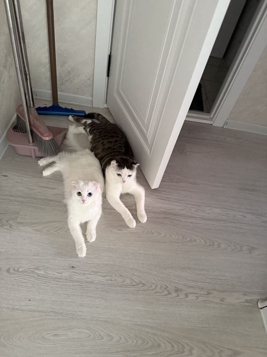 Вязка, читайте внимательно!