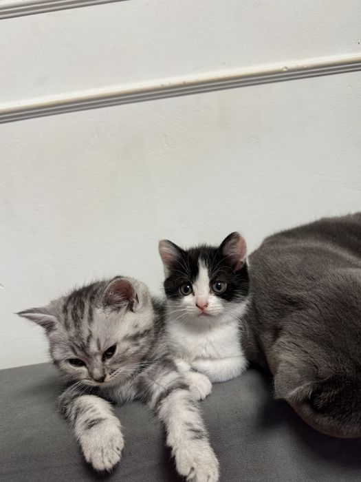 Кошка  девочка 1,5  и котенок мальчик