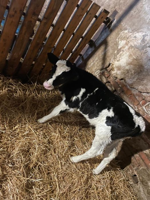 Vitel baltat de o saptamana