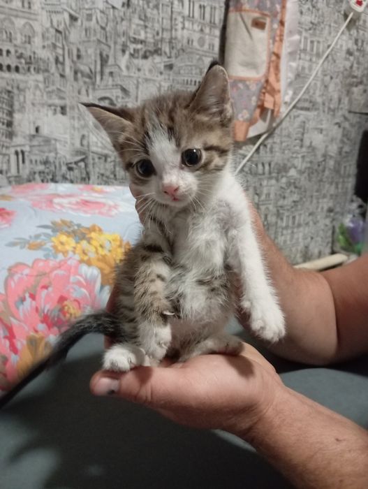 Бесплатно котята