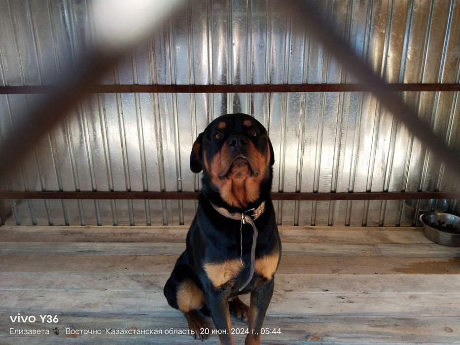 Кабель для вязки Ротвейлер