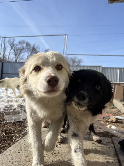 Отдам щенят в хорошие руки