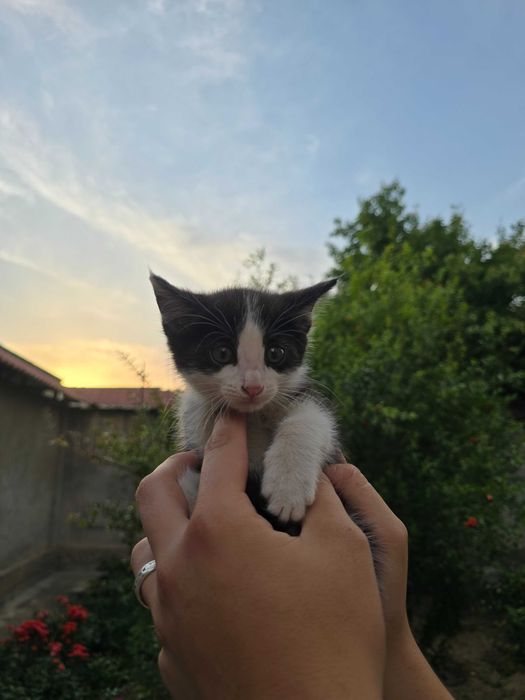 Котята ищут семьи!