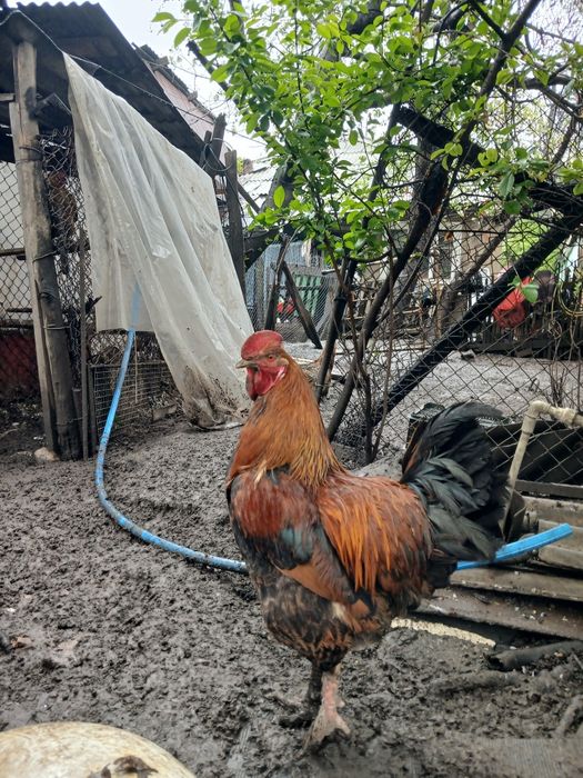 Петухи годовалые, продам.