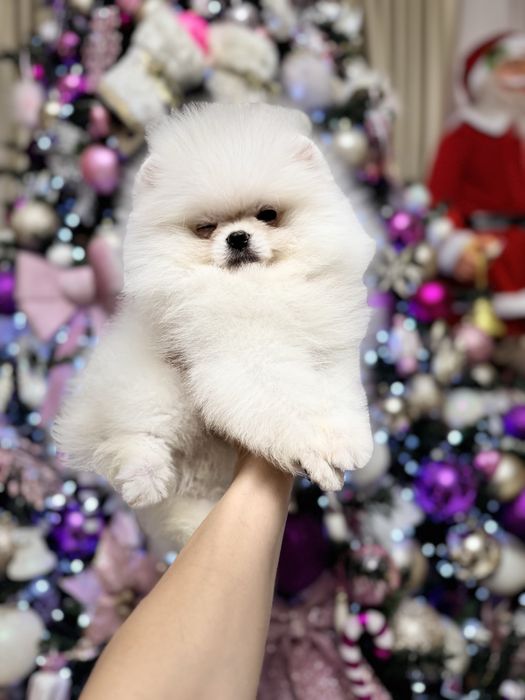 Pomeranian Fci pedigree