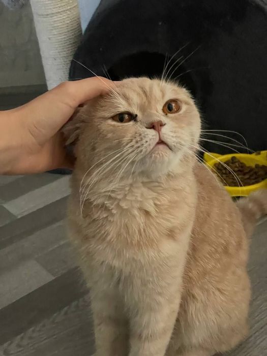 Шотландкая вислоухая кошка