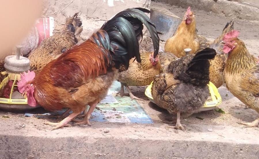 Продам цыплят чистопородных