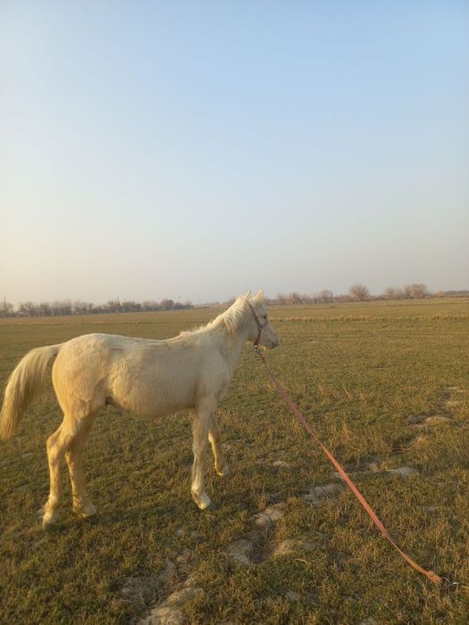 7 ойлик Той сотилади