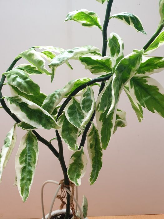 Педилантус. Комнатное растение.