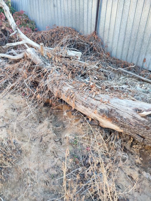 Дрова отдам даром