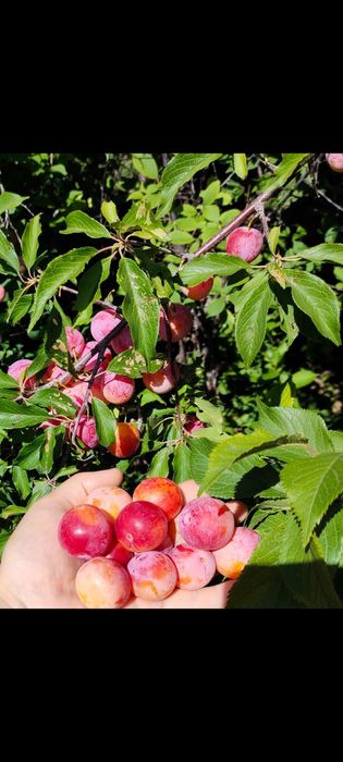 Срочно продам дачу Автомобилист