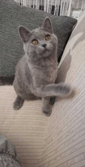 Британче на 5 месеца