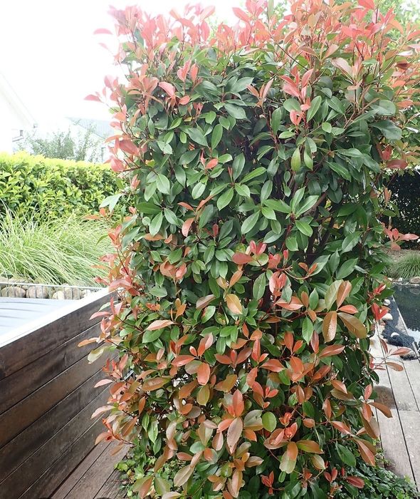 Photinia (Gard Viu )