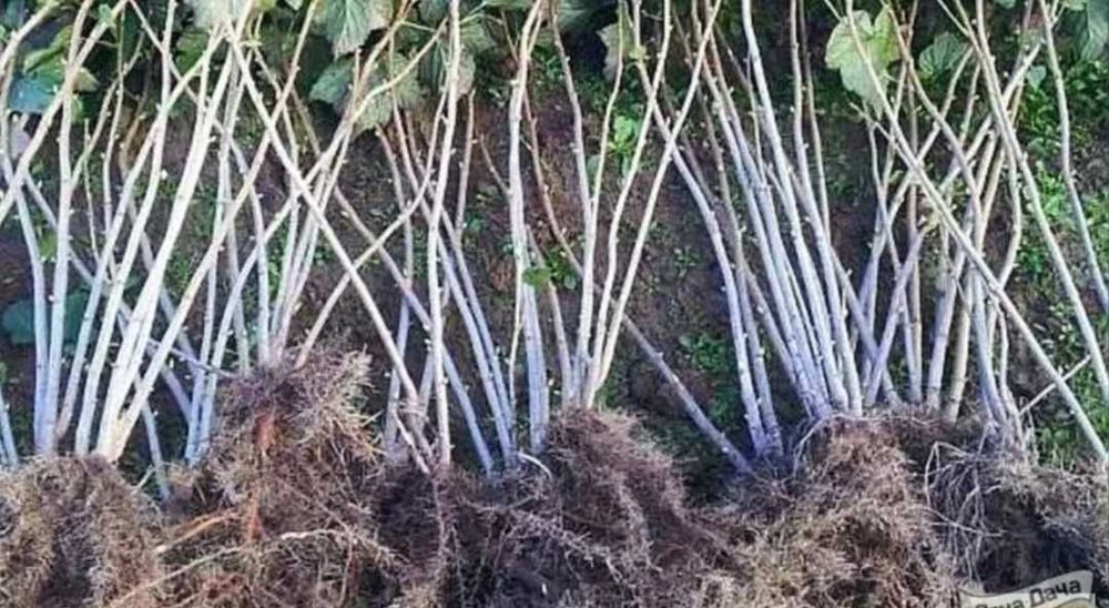 Продам   саженцы   малины  красной