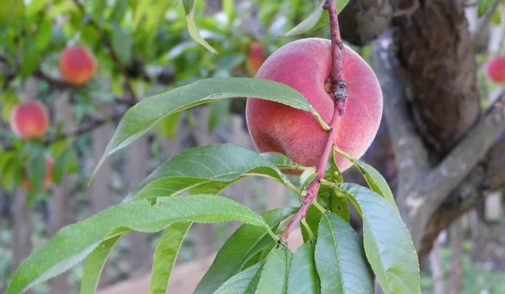 Как выглядит лист персика Как выглядит лист персика