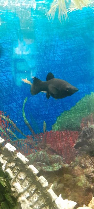 Продам моллинезий по 200 тг.