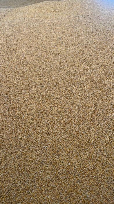 Porumb boabe cultura a 2a