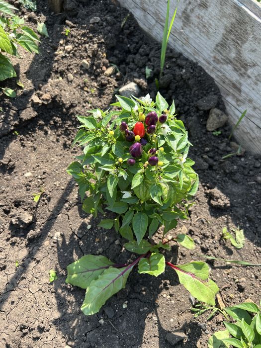 Продам перец в горшочках