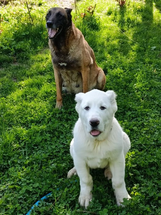 Продается Алабай