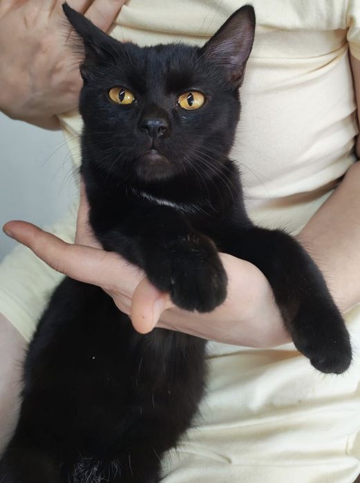 Котенок, чёрненький