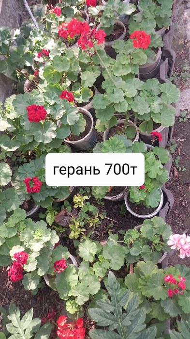 Продам  недорого цветы