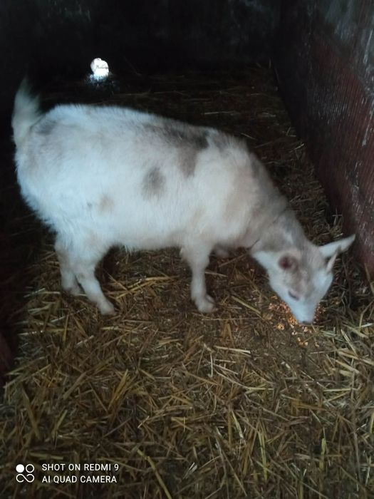 Vand capra varsta 1 an