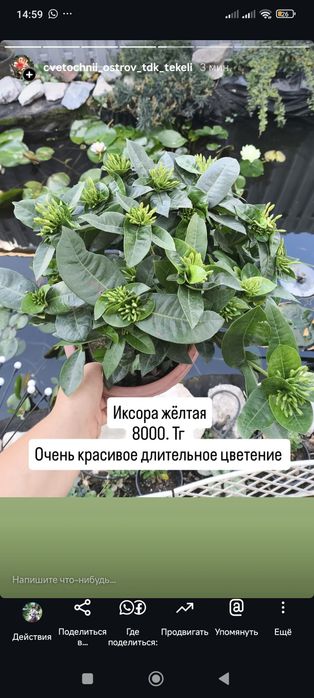 Комнатные растения