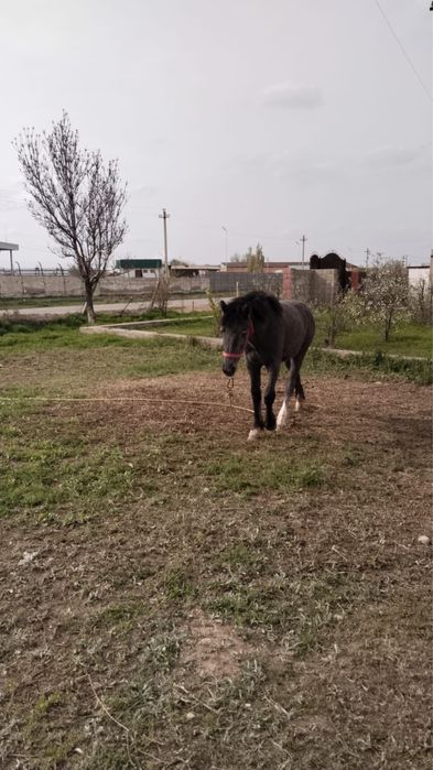 1 жастык Тай сатамын