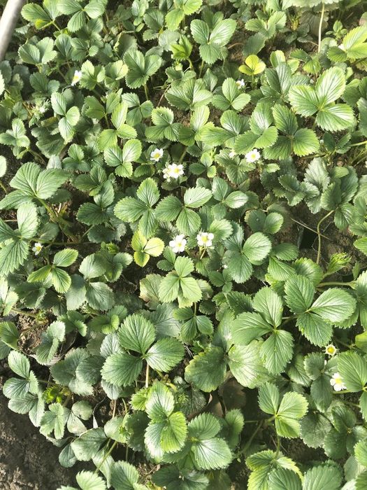 Кулупней ку́чати кареский сорт ва Изабелла сорт бор тайор ку́чат