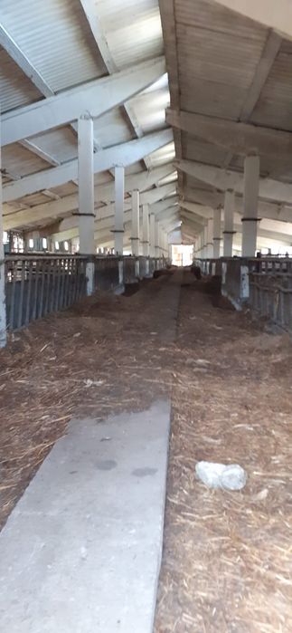 Fermă / hale agricole 4500 mp – teren 20.000 mp – utilități –  asfalt