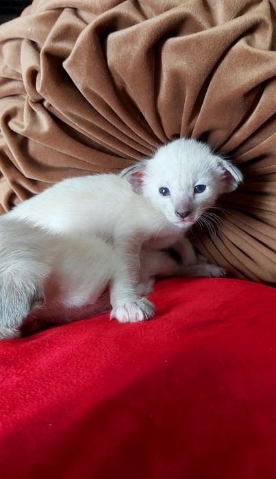 Black ORIENTAL. Ориентальные котята