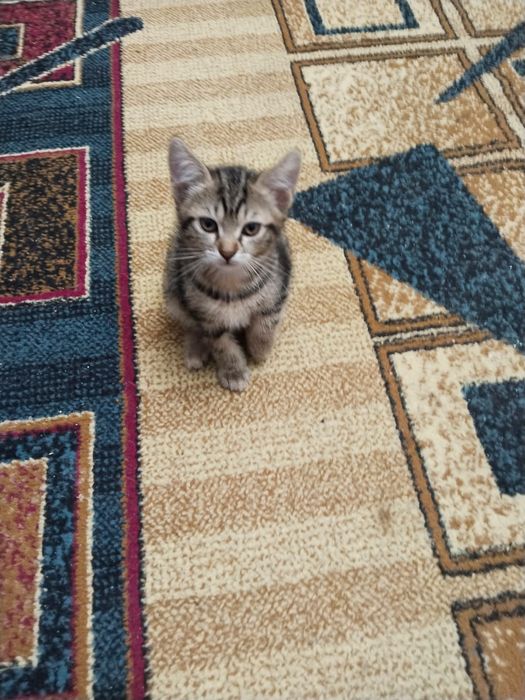 Отдам в хорошии руки