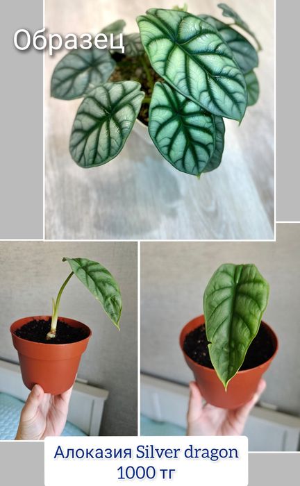 Сциндапсус комнатные цветы