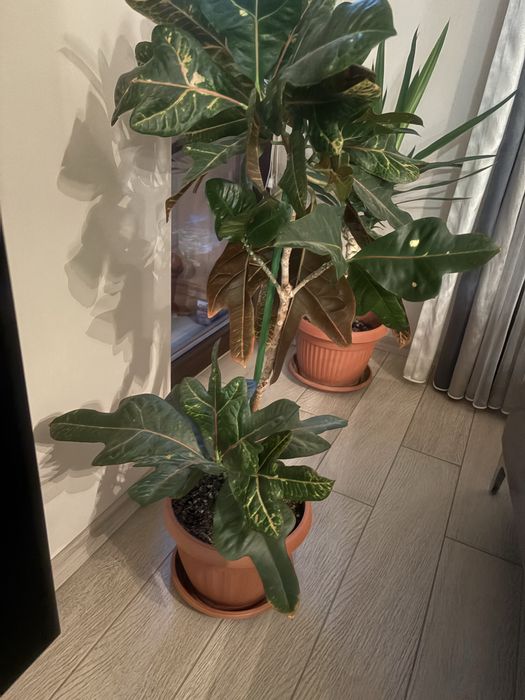 Кротон-много красив