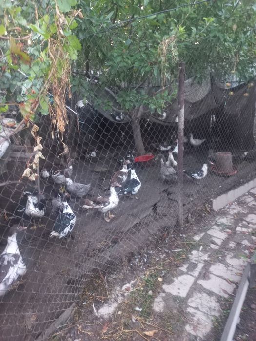 Продам молодых индоуток.