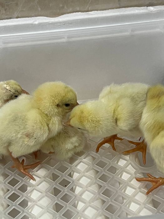 Inkubator Avtomatik 16/18 talik sinovdan oʻtgan