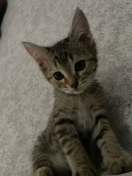 Отдам котят в хорошие руки