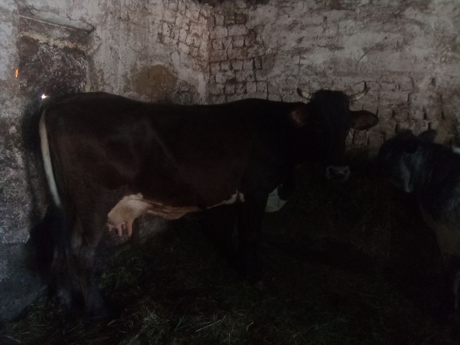 Vand vacă 18 l de lapte