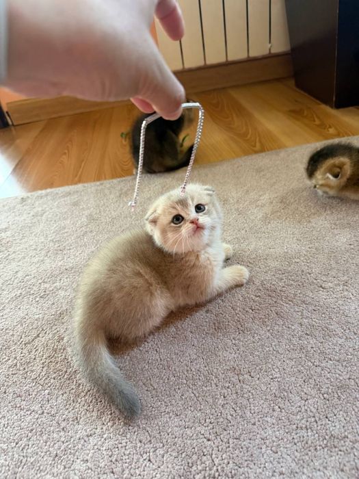 Продается вислоухий котенок скоттиш фолд