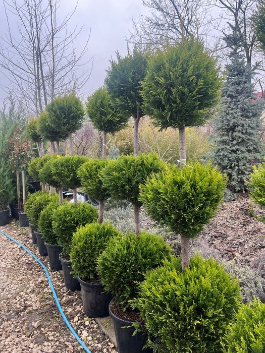 Plante ornamentale tuia leylandii smarald mesteacan