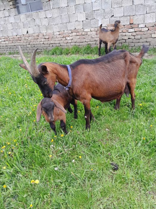 Vând Capre Alpine Franceze ( ieduțe..)