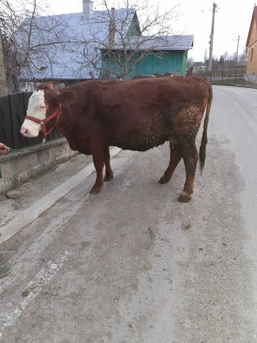Vacă de vânzare!!!